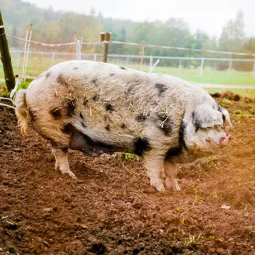 Schwein